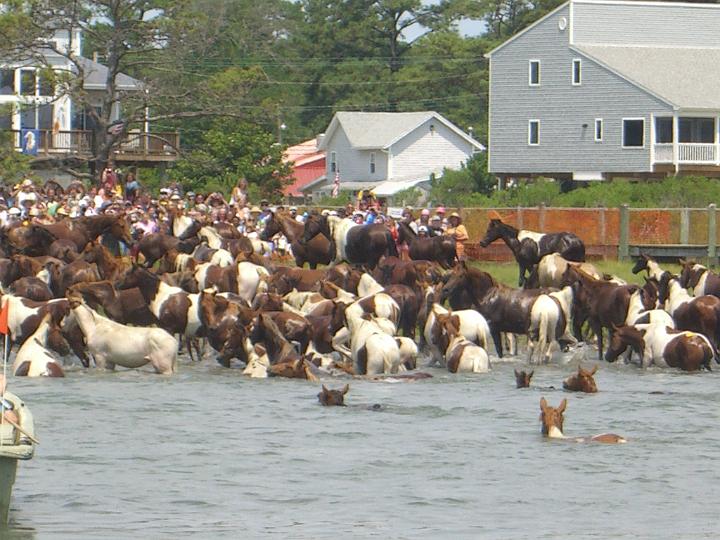 Chincoteague Pony Swim July 2007 062.JPG